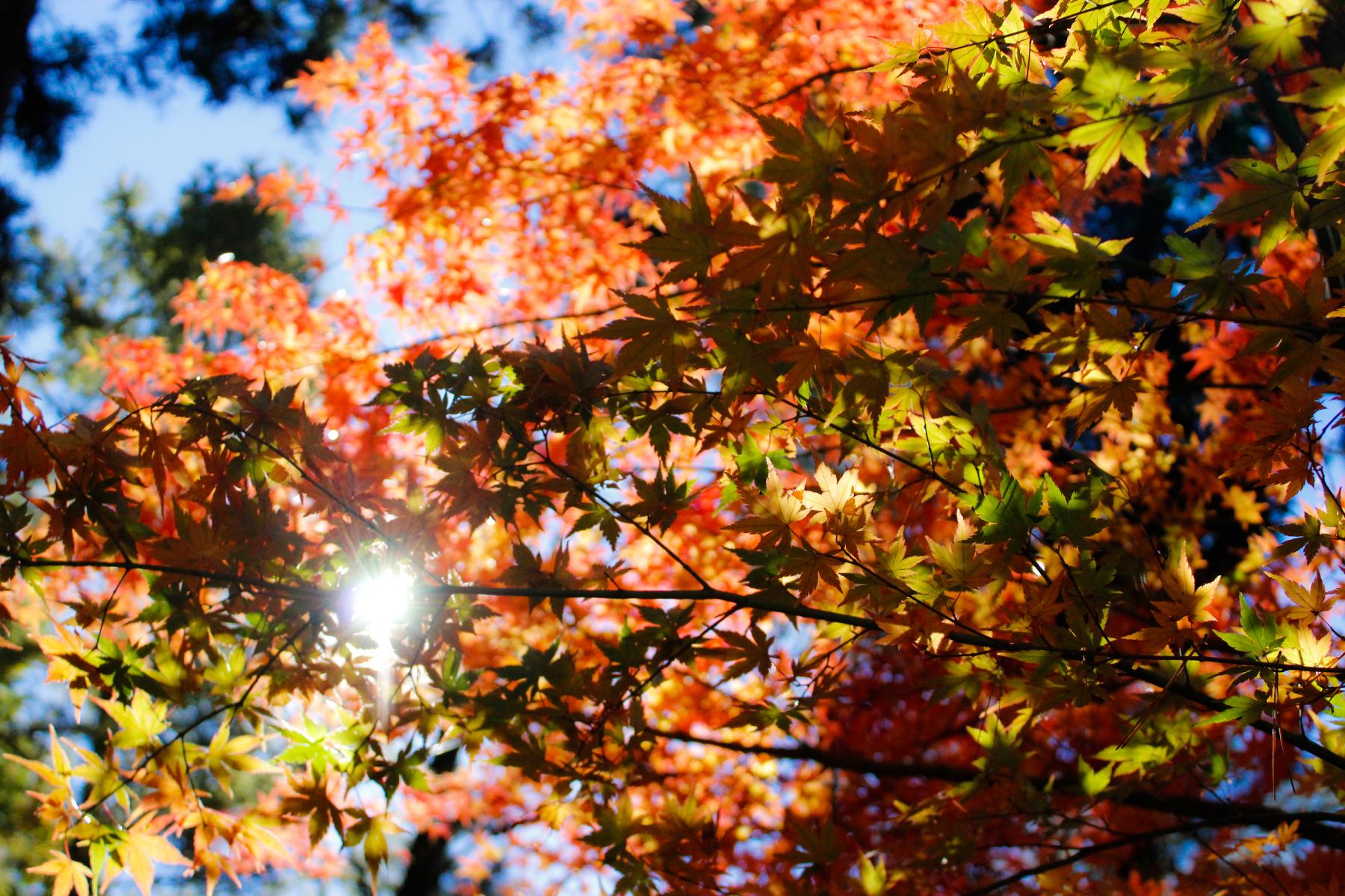 Fall colored leaves in the trees