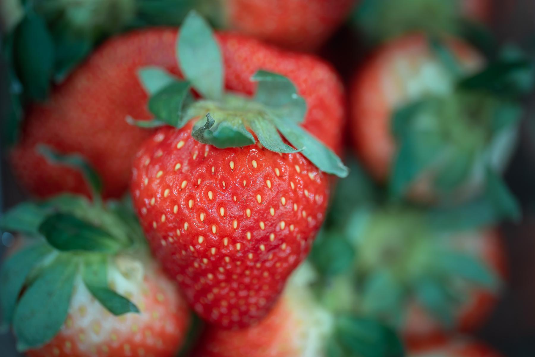 A strawberry in front of a bundle of strawberries